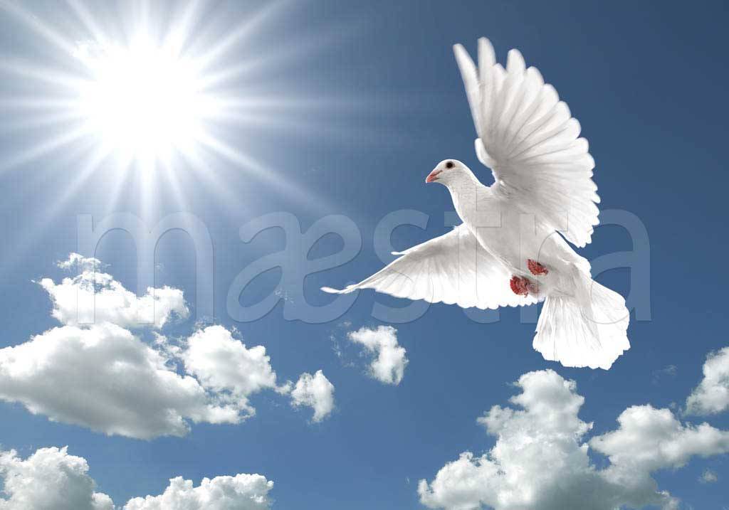 Фотообои Летящий голубь в небе