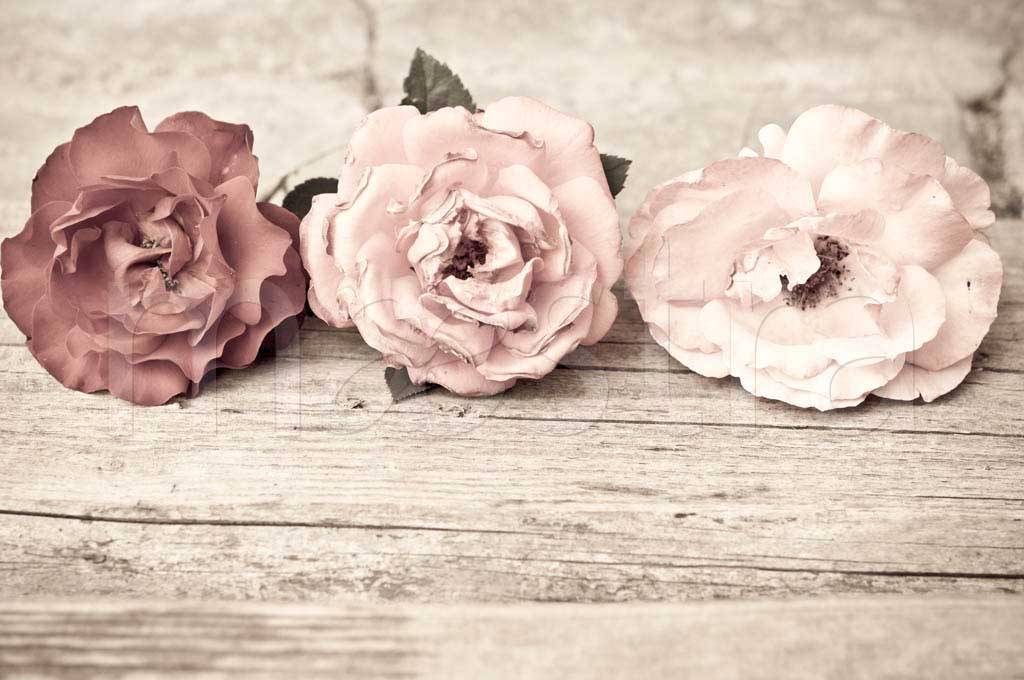 Фотообои три нежных розы на фоне дерева