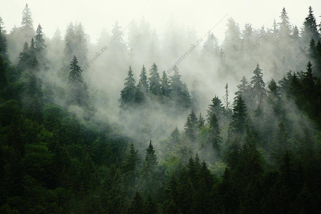 Фотообои Лес туманный